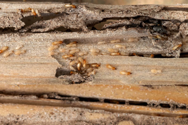 Best Insect Control  in Linntown, PA